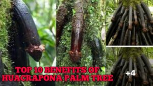 Top 10 Benefits of Huacrapona Palm Tree
