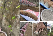 How To Grow Yam In Your Compound